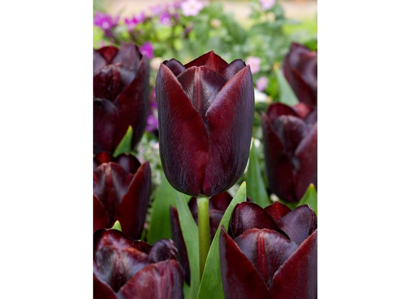 Plantogallery Tulip Black Jack Imported Flower Bulbs Size 12+
