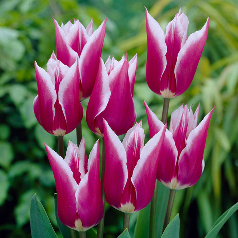 Plantogallery Tulip Claudia Imported Flower Bulbs Size 12+