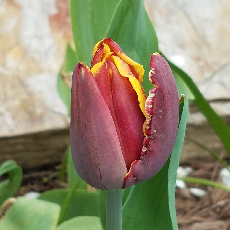 Plantogallery Tulip Doberman Imported Flower Bulbs Size 12+