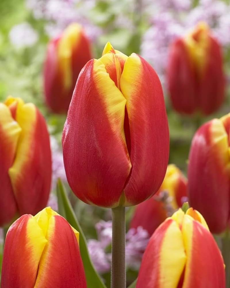 Plantogallery Tulip Dow Jones Generation Imported Flower Bulbs Size 12+