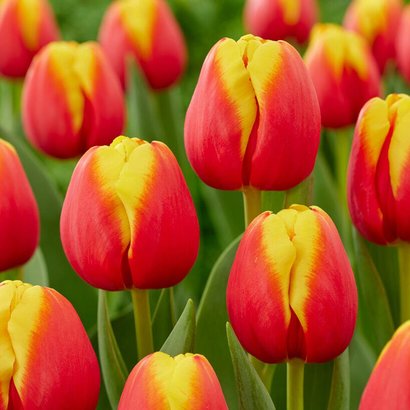 Plantogallery Tulip Dow Jones Generation Imported Flower Bulbs Size 12+