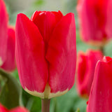 Plantogallery Tulip Fostery King Imported Flower Bulbs Size 12+