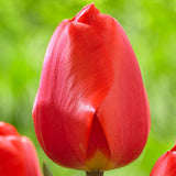 Plantogallery Tulip Fostery King Imported Flower Bulbs Size 12+