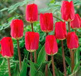 Plantogallery Tulip Fostery King Imported Flower Bulbs Size 12+