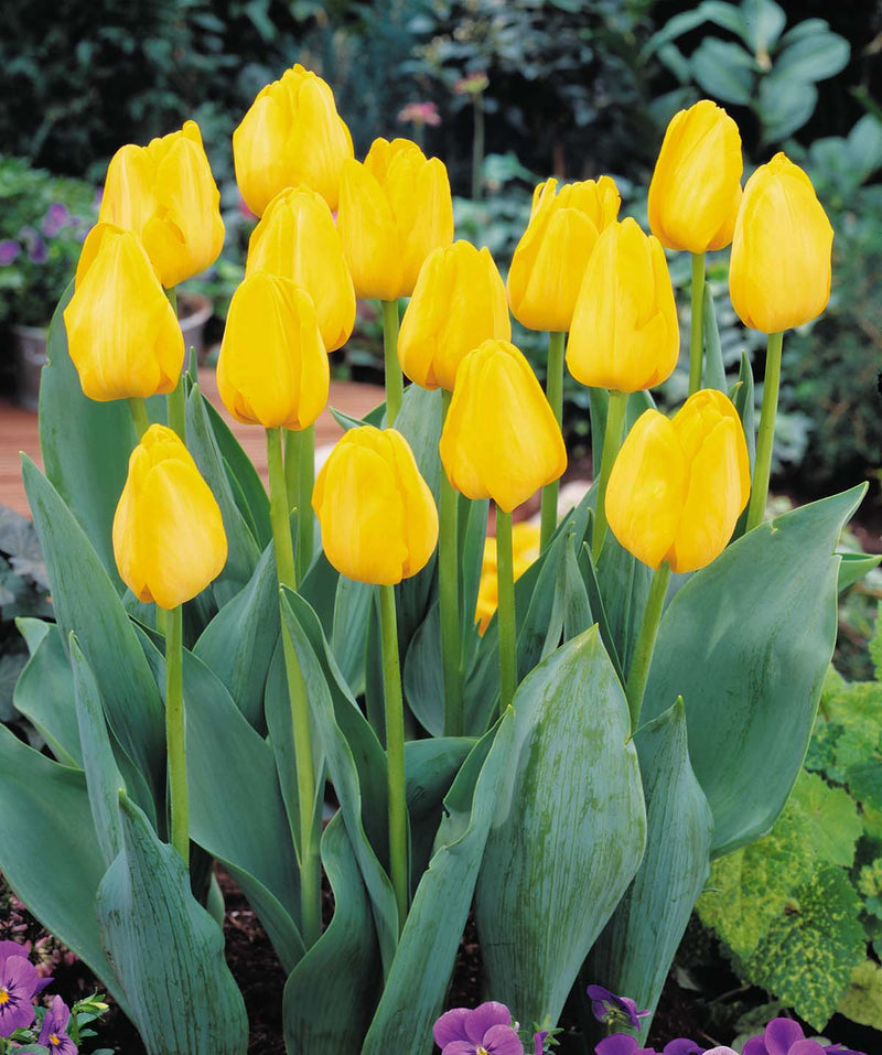 Plantogallery Tulip Golden Parade Imported Flower Bulbs Size 12+