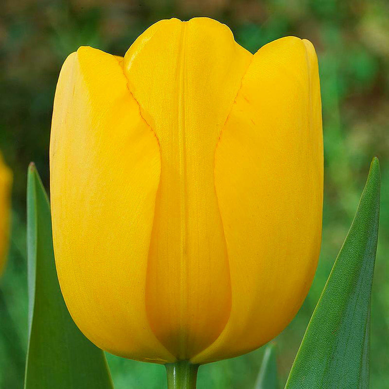 Plantogallery Tulip Golden Parade Imported Flower Bulbs Size 12+