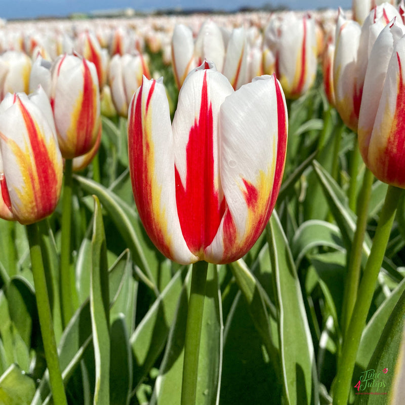 Plantogallery Tulip Happy Generation Imported Flower Bulbs Size 12+