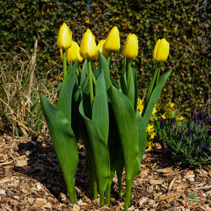 Plantogallery Tulip Novi Sun Imported Flower Bulbs Size 12+