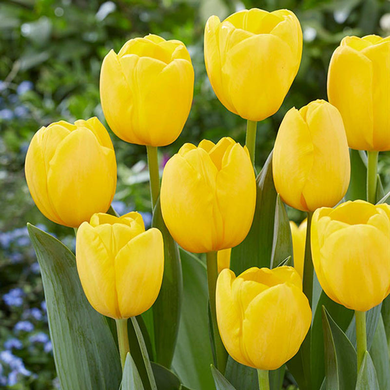 Plantogallery Tulip Novi Sun Imported Flower Bulbs Size 12+