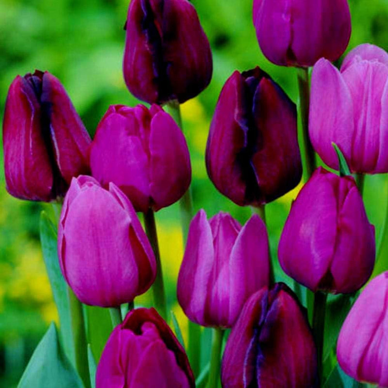 Plantogallery Tulip Purple Prince Imported Flower Bulbs Size 12+