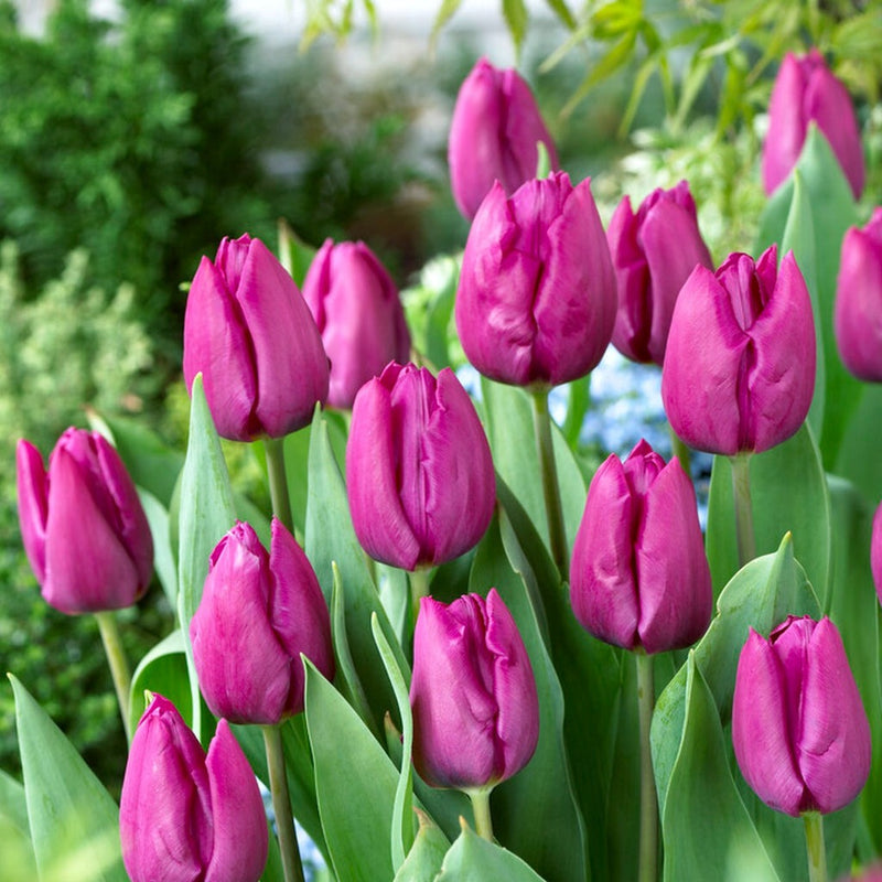 Plantogallery Tulip Purple Prince Imported Flower Bulbs Size 12+