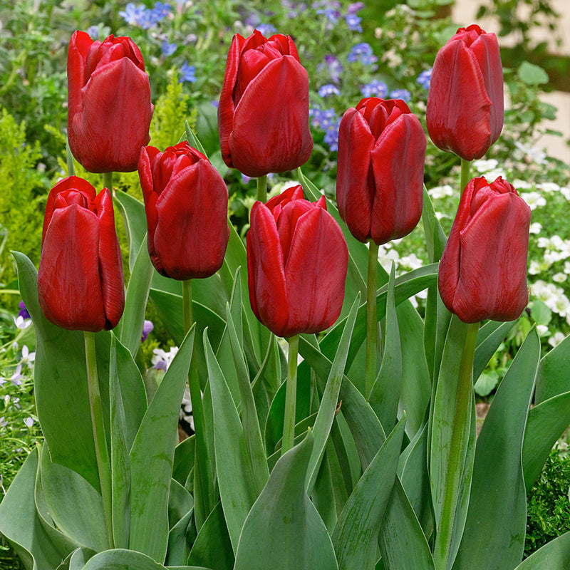 Plantogallery Tulip Seadov Imported Flower Bulbs Size 12+