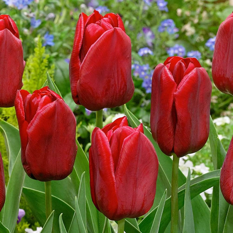 Plantogallery Tulip Seadov Imported Flower Bulbs Size 12+