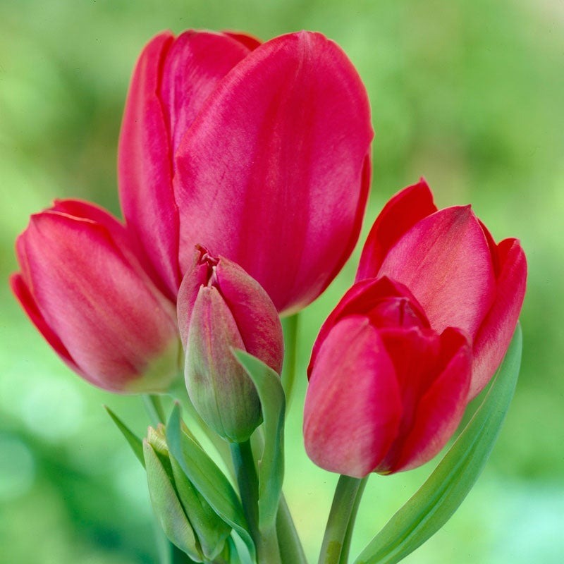 Plantogallery Tulip Spring Song Imported Flower Bulbs Size 12+