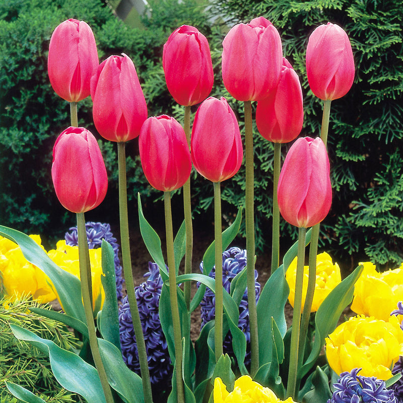 Plantogallery Tulip Spring Song Imported Flower Bulbs Size 12+