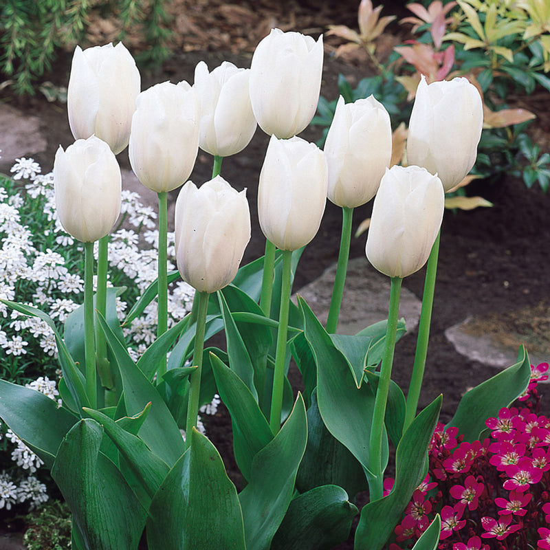 Plantogallery Tulip White Marvel Imported Flower Bulbs Size 12+