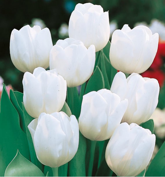 Plantogallery Tulip White Marvel Imported Flower Bulbs Size 12+