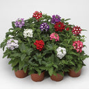 Verbena F1 Obsession Formula Mix Flower Imported 20 Seeds