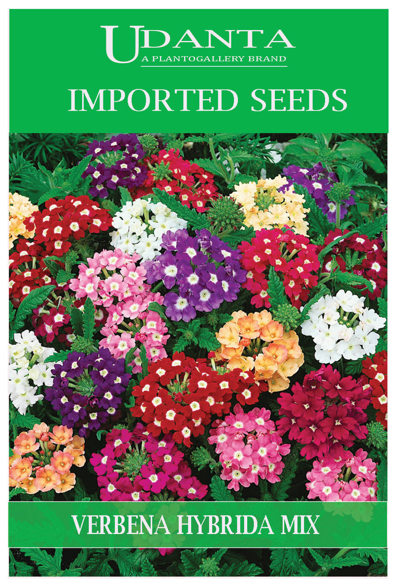 Udanta Imported Flower Seeds - Verbena Hybrida Variety Flower Seeds For Winter Season - Qty 100+ Seeds (Mix) Pack of 2 Pkt