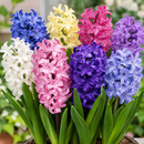 PLANTOGALLERY Hyacinth Flower Bulbs – Premium Imported Fragrant Flower Bulbs