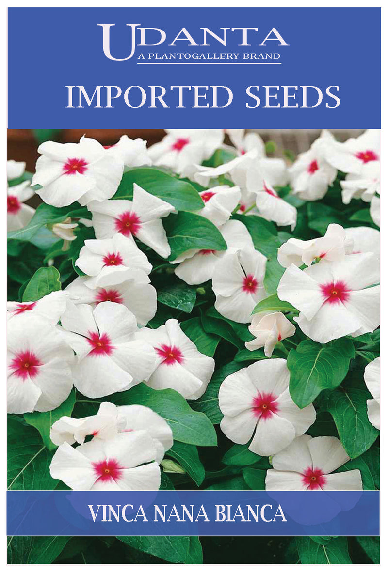 Udanta Imported Flower Seeds - Sadabahar Vinca Nana Bianca Perennial Flower Seeds - Qty 0.5Gm (White) Pack of 2 Pkt
