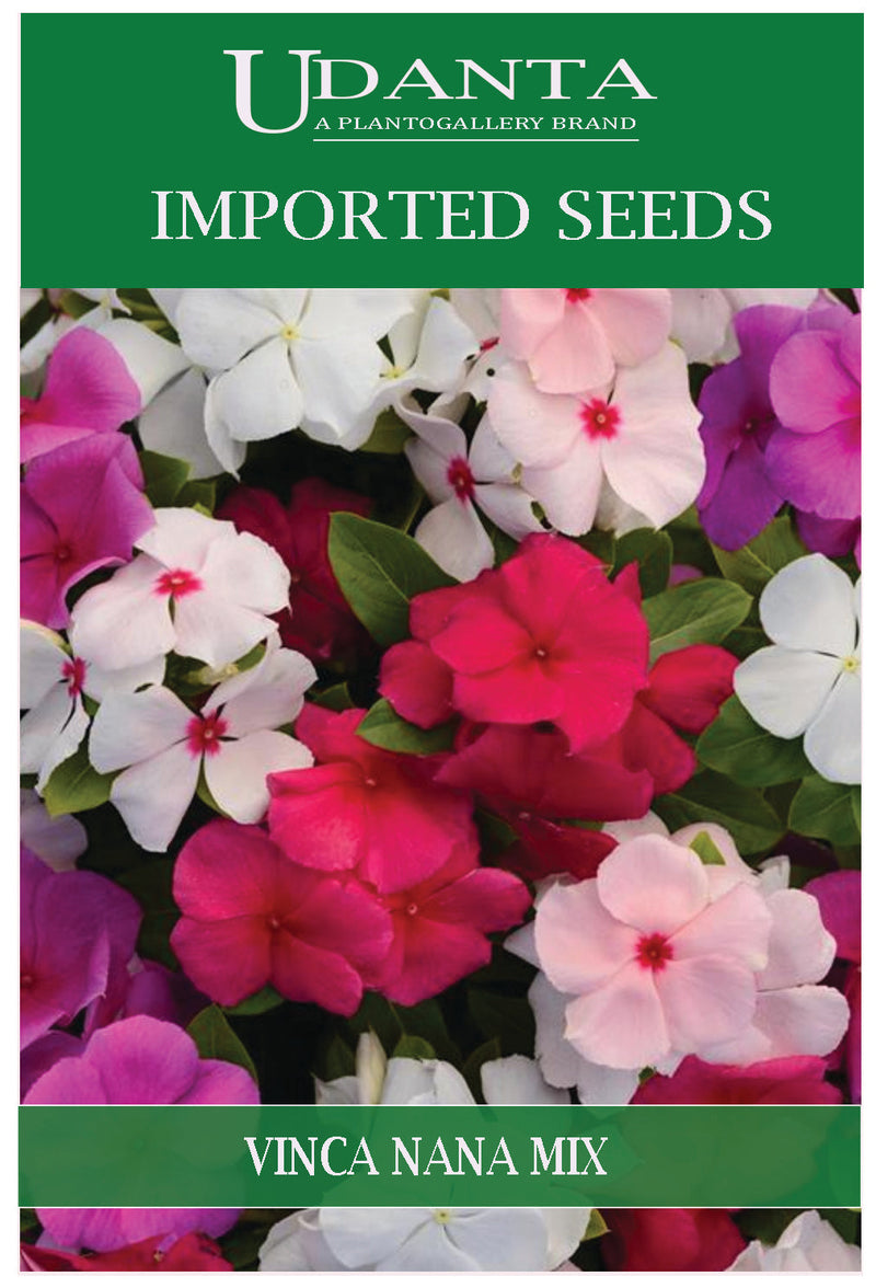 Udanta Imported Flower Seeds - Sadabahar Vinca Nana Rosa Variety All Season Flower Seeds - Qty 0.3Gm (Mix) Pack of 2 Pkt