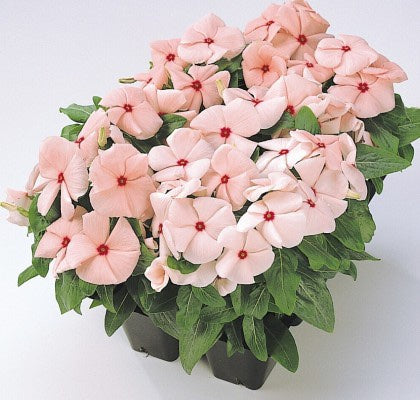 Vinca Pacifica Xp Apricot Flower Imported 20 Seeds