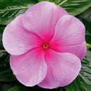 Vinca SunStorm Blush Flower Imported 20 Seeds