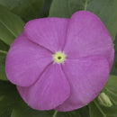 Vinca SunStorm Deep Pink Flower Imported 20 Seeds