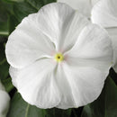 Vinca SunStorm Pure White Flower Imported 20 Seeds