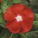 Vinca SunStorm Scarlet with Eye Flower Imported 20 Seeds