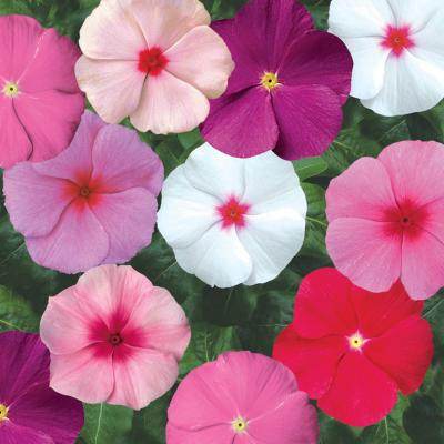 Vinca Sunstorm Formula Mix Flower Imported 20 Seeds