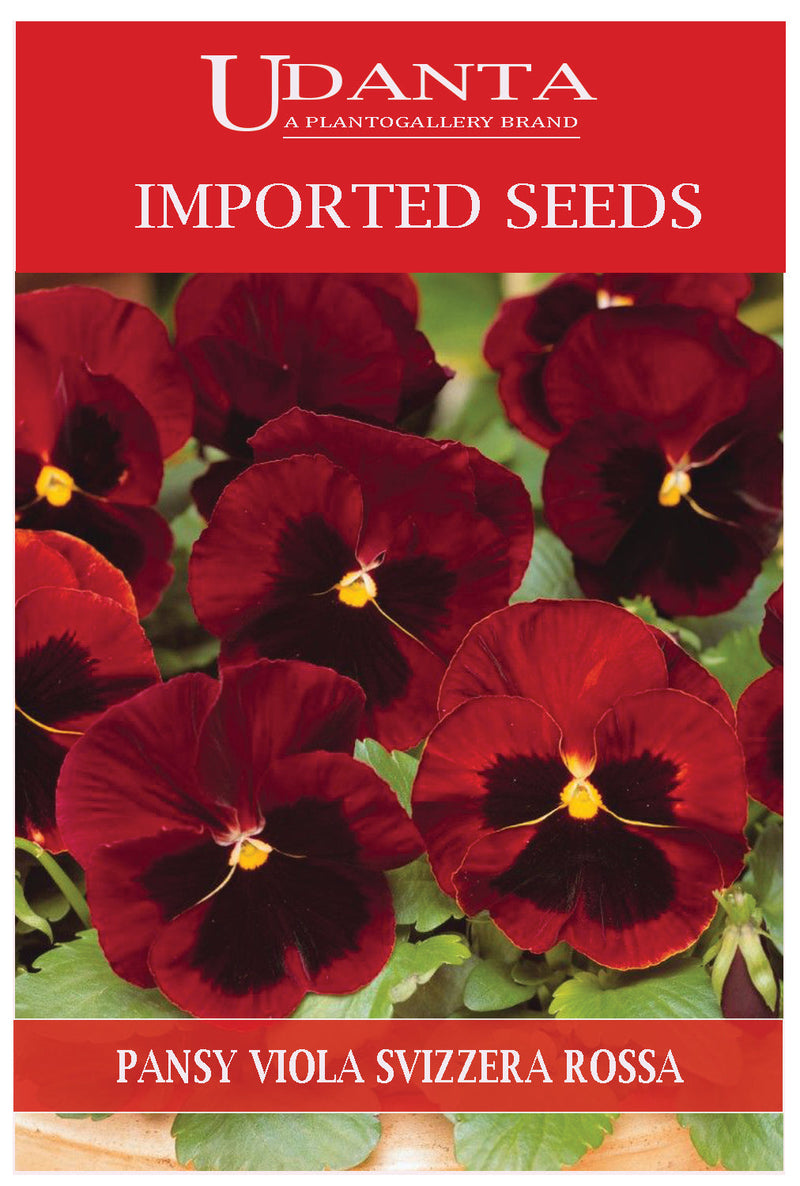 Udanta Imported Flower Seeds - Butterfly Pansy Viola Del Pansiero Gigante Svizzera Rossa Winter Flower Seeds - Qty - 0.8Gm (Red) Pack of 2 Pkt
