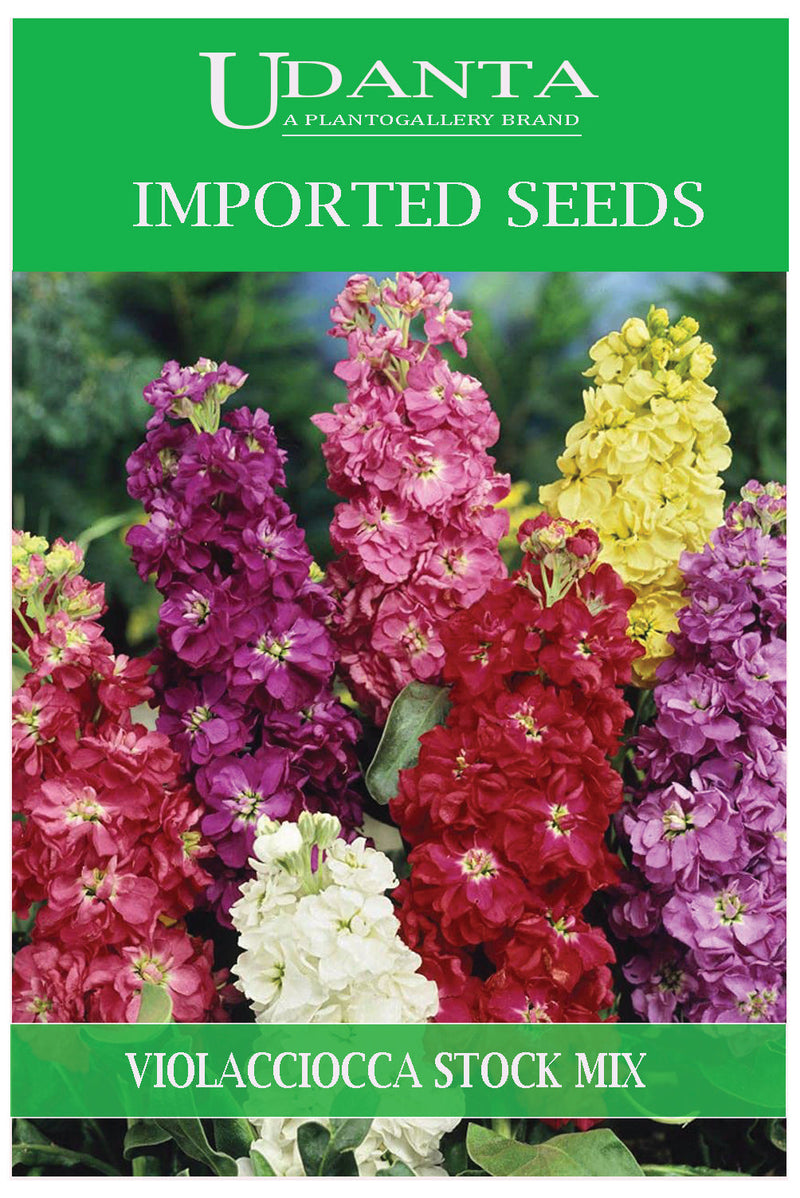 Udanta Imported Flower Seeds - Violacciocca Guarantina Stock Flower Seeds - Qty 1Gm (Mix) Pack of 2 Pkt