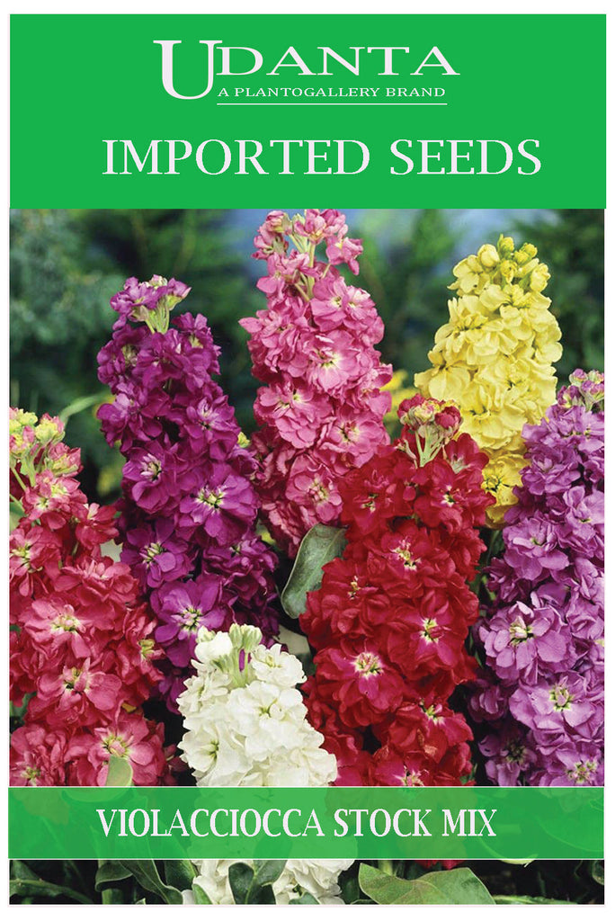 Udanta Imported Flower Seeds - Violacciocca Guarantina Stock Flower Seeds - Qty 1Gm (Mix) Pack of 5 Pkt