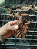 Imported Peony Flower Bulbs ( Kanas)  | Buy Original Peony Bulbs Online – Plantogallery