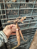 Imported Peony Flower Bulbs ( Kanas)  | Buy Original Peony Bulbs Online – Plantogallery