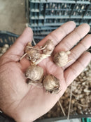Imported Curcuma Alismatifolia  Siam Tulip Flower Bulbs