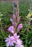 Plantogallery Rare Tall Pink Tuberose (Polianthes tuberosa / Rajnigandha) Flower Bulbs - Pack Of 1