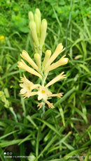 Plantogallery Premium Tall Yellow Tuberose Flower Bulbs - Pack Of 1