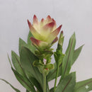 Imported Curcuma Alismatifolia Siam Tulip Flower Bulbs - Variety Sunset (Pink White)