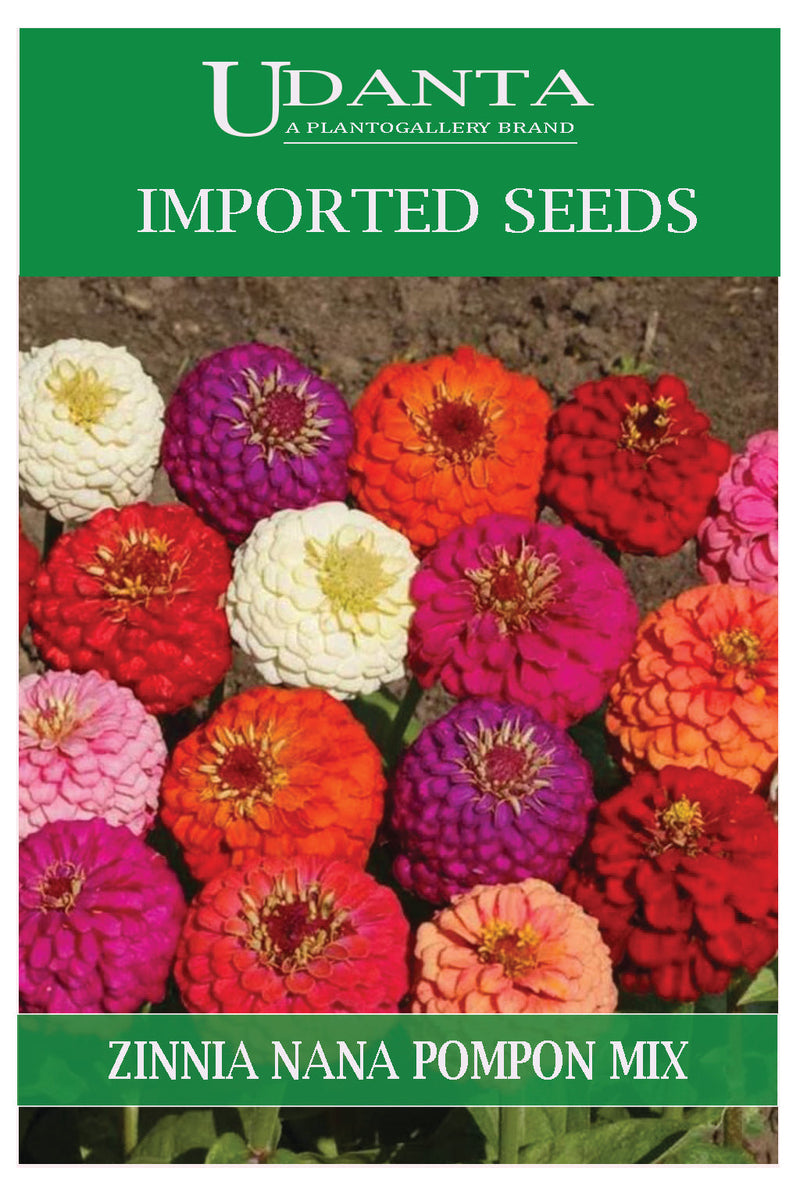 Udanta Imported Flower Seeds - Double Zinnia Nana Pompon Summer Flower Seeds - Qty 3Gm (Mix) Pack of 5 Pkt