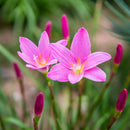 Plantogallery Rain Lily Flower Bulbs – Elegant Blooms for Home Gardens