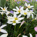 Plantogallery Rain Lily Flower Bulbs – Elegant Blooms for Home Gardens