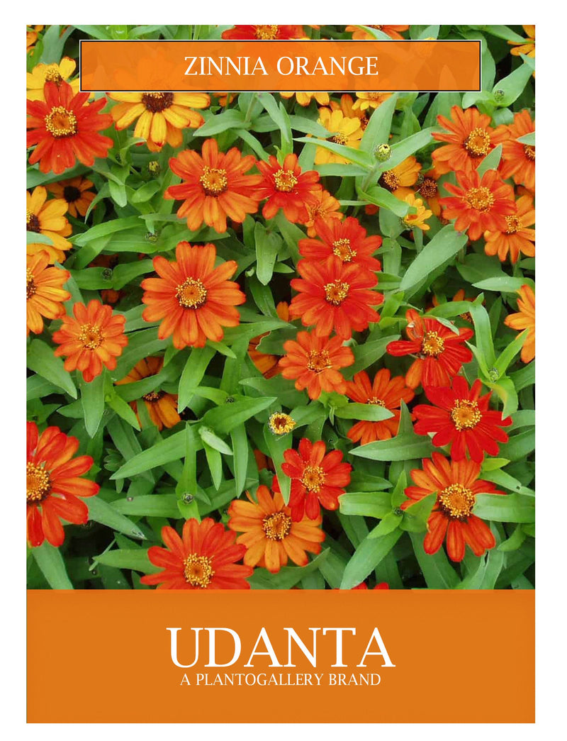 zinnia-orange-flower-seed