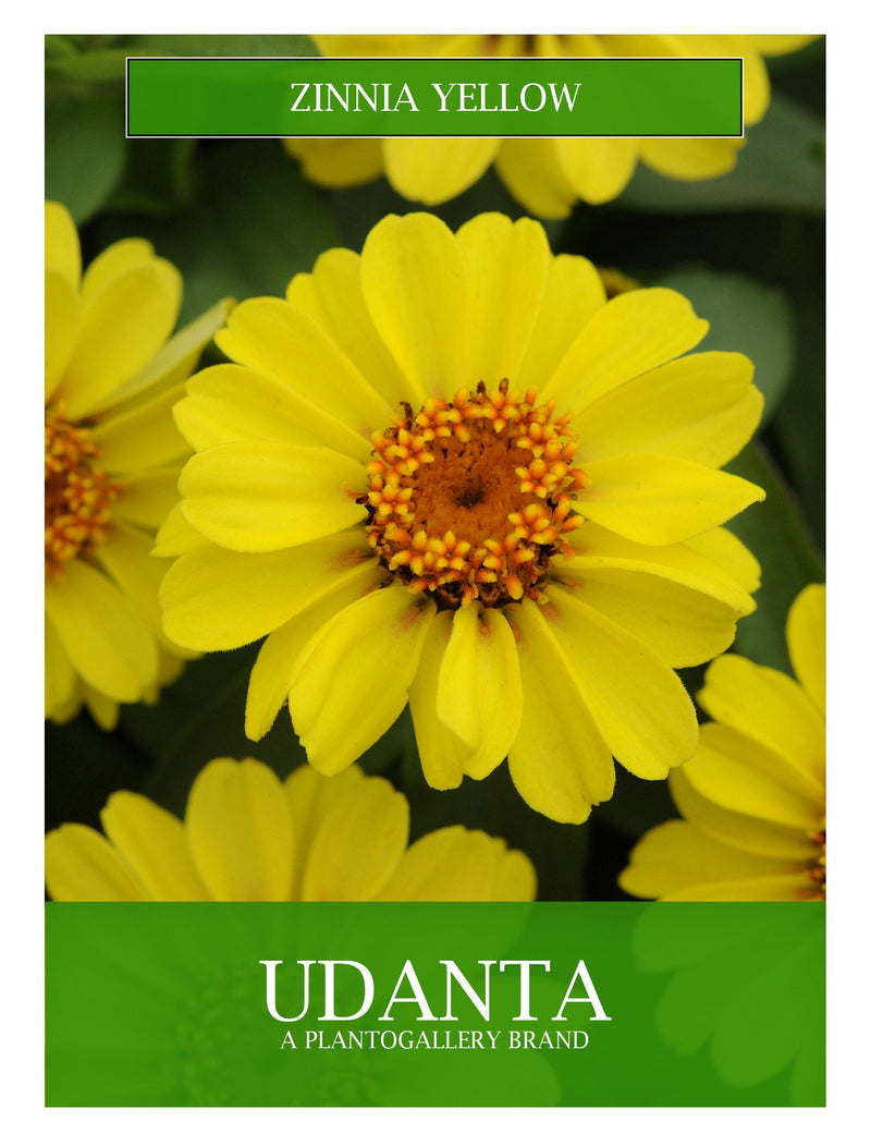 zinnia-yellow-flower-seed