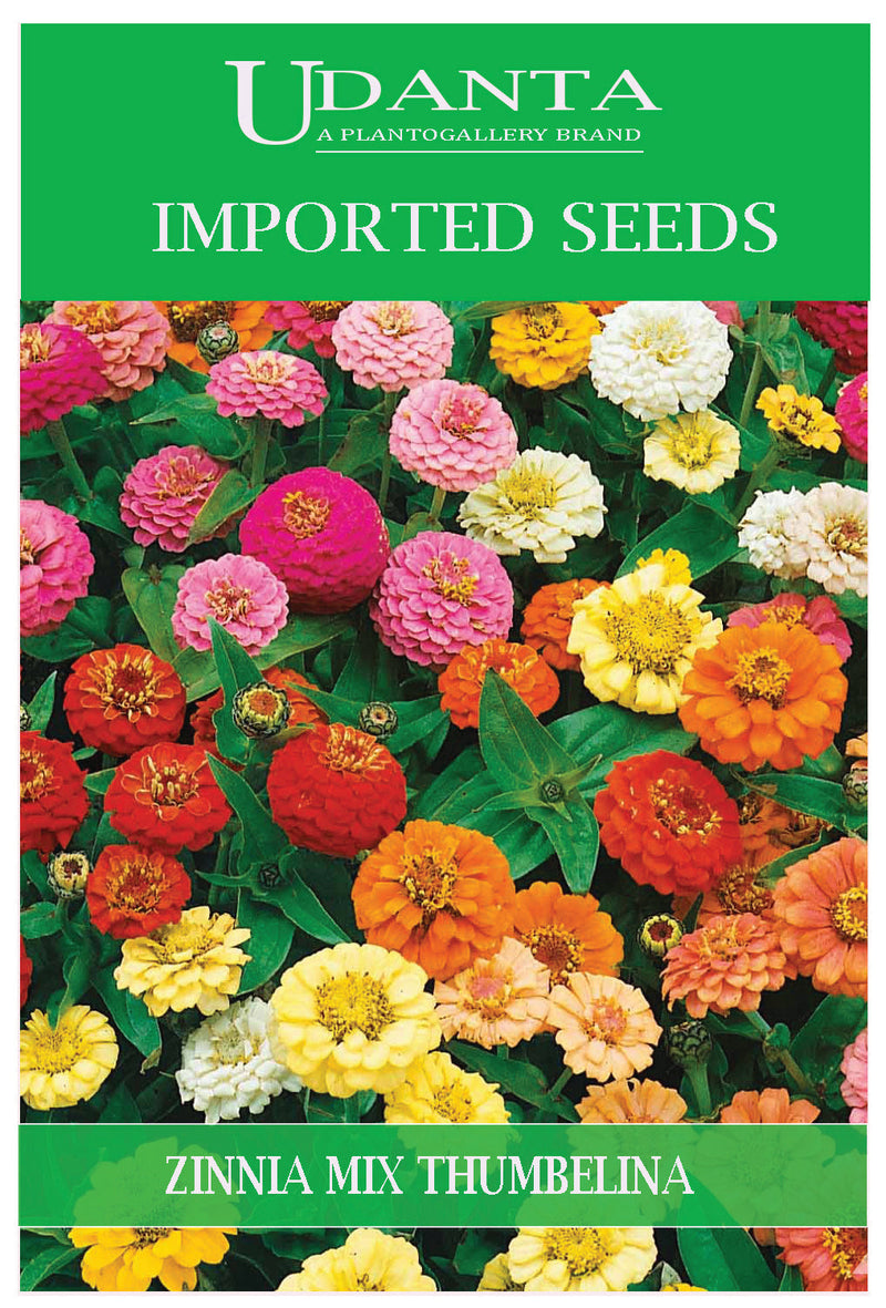 Udanta Imported Flower Seeds - Zinnia Nana Thumbelina Imported Flower Seeds - Qty 2Gm (Mix) Pack of 5 Pkt
