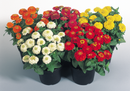 Zinnia Elegans Juilette Mix Flower Imported 20 Seeds