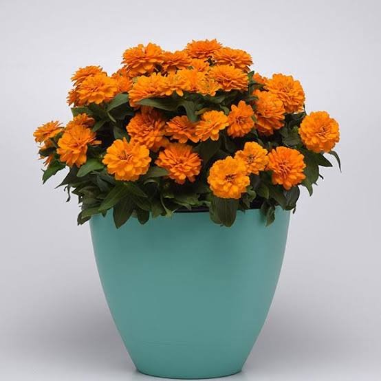 Zinnia F1 Zahara Dbl Bright Orange Flower Imported 20 Seeds