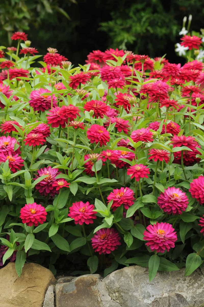 Zinnia F1 Zahara Dbl Cherry Flower Imported 20 Seeds
